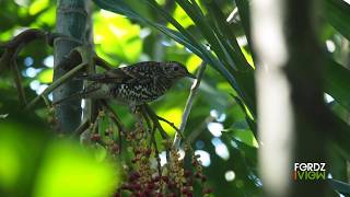 White's Thrush at LMEP