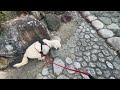 【ドッグトレーナーの幸せ犬育て】神社でお散歩