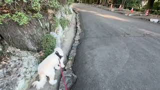 【ドッグトレーナーの幸せ犬育て】神社でお散歩