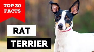 99% of Rat Terrier Owners Don't Know This