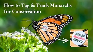 How to Tag & Track Monarchs for Conservation with Monarch Watch Director Dr. Kristen Baum