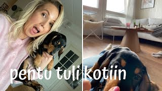 Tässä on meidän uusi koira Edvin! Adoptoitiin söpö rescue-pentu