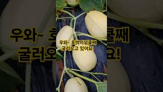 호박이 주렁주렁 ~대박!/호박 원줄기 자르면 ~폭망/ #참샘골호박농원 #호박명인