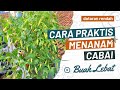 Cara Menanam Cabe Rawit Di Polybag Agar Berbuah Lebat