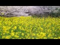 多摩全生園の桜