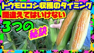 【トウモロコシの収穫】時期タイミング適期を見逃すな!! ３つの秘技公開!! ヒゲには騙されるな!!