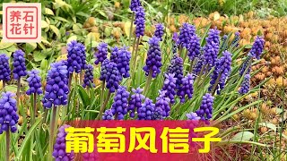 葡萄风信子 - 可爱的春天小花 - 说说特点和植物搭配 - Grape Hyacinth