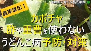 【カボチャ栽培】酢や重曹だけじゃない！うどんこ病の予防と対策【有機農家直伝！無農薬で育てる家庭菜園】　22/7/19