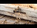 bees have brains short video