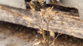 Bees Have Brains Short Video