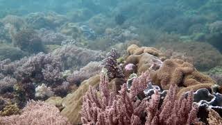 Amazing Soft Coral Gardens dive in the Philippines at Carabao, Romblon.