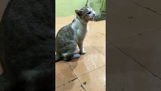 போங்கு! ஐயா போங்கு! #youtubeshorts #trending#viral#shorts#short #cat#cats#shortvideo #catlover#cute