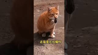 猫猫捉住了老鼠，但是并不吃，而是向铲屎官炫耀 #animalcat #可爱猫咪 #funnycat #可爱到爆炸 #animal #cat #catmouse