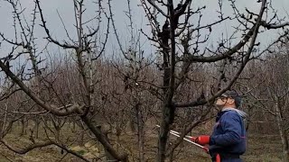 Rezidba šljive,zasad pre,za vreme i posle rezidbe, tri faze kako izgleda voćnjak