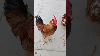 Adorable Rooster | Amazing Rooster | Best | shorts🐓💕