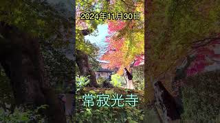 2024京都の紅葉　常寂光寺   4K