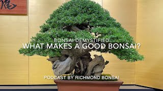 What makes a good bonsai - Bonsai demystified for beginners