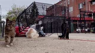 How One Community Saved 1,000 Cats (TNR Explained)