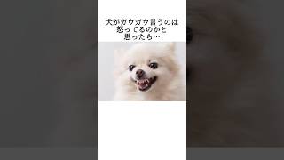 今まで勘違いしていた犬の行動に面白いｗ　 #犬 #ペット #雑学