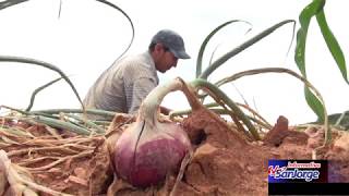 Campesinos muestran su difícil situación con la cosecha de cebolla