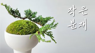 화분 속의 작은 세상 만들기 l 이끼가드닝 l 미니 분재 만들기 l 황금좀눈향