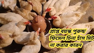 চিনা হাঁসকে এন্টিবায়োটিক মেডিসিন খাওয়ালে যেই সমস্যা গুলো হয়ে থেকে দেখুন। #alifagro