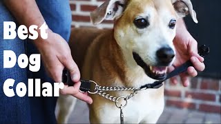 Best Dog Collar | Best Overall