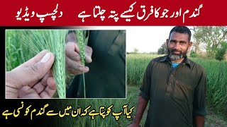 Difference WHEAT and BARLEY Gandam or joon | Mian Asad Vlogs