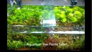 6600 Koleksi Aquarium Design India Gratis Terbaik