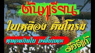 EP65.กำจัดหนอน เพลี้ยจักจั่น เพลี้ยไก่แจ้ ไรแดง เอาอยู่ไม่ให้มารบกวนสวนทุเรียน