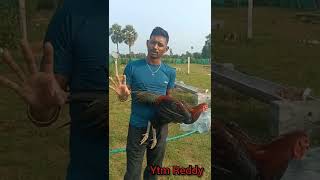 Colour Identification//Ytm Reddy Farming Channel//Kodi kaki//22 Sep 2022