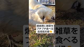 爆食期に入りブチブチと雑草をむさぼり食う烏骨鶏夫婦🐤🐤2025年1月24日 #癒し #動物