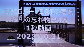 モリコロパークコスモス満開ジブリの忘れ物全15・1秒動画