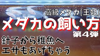 エサあげてどんどん大きく育てましょ【メダカの飼い方】育て方 飼育法 高級メダカ　【王妃】（おうひ）夢中めだか 飼い方 入門　初心者向け　飼育法