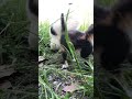 子猫がふっ飛んだママのベロ圧。