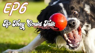 If They Could Talk - Episode 6 - No Extra Talk! Just Tha Videos! by RxCKSTxR 💥 Try Not To Laugh!