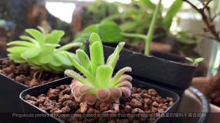 [ Pinguicula ] 捕蟲堇 - 食蟲記 | Insects get trapped by carnivorous plants How to feed Butterwort 食蟲植物 蝕類