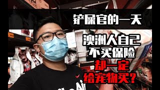 石在澳洲vlog | 澳洲养宠物贵么？澳洲人自己不卖保险给宠物买？