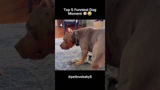 Top 5 Funniest Dog Moment (Try Not To Laugh) 🤣🐶