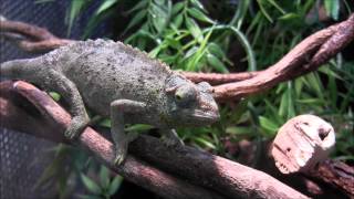 Sub Adult Jackson's Chameleons