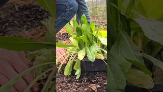 Planting Dandelions?! 🤯