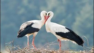 Must watch ❤️❤️Klepetan and Malena unusual bird’s love story that amazed world