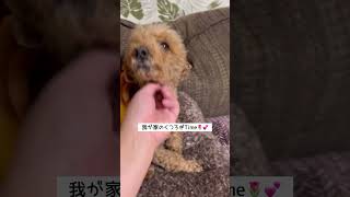 我が家のお転婆さん達🐶🩷🩷毎日、可愛いです❣️#いぬ #いぬのいる生活 #愛犬