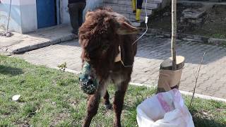 ÖLÜME TERK EDİLEN EŞEK TEDAVİYE ALINDI