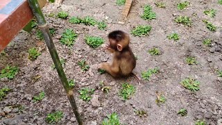 Baby monkey enjoys playing, planting green grass in the playground, to look clean and fresh