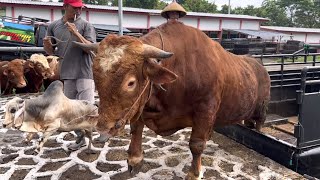 KUMPULAN SAPI RAKSASA LUCU TURUN DARI TRUK BOLEH KETAWA ‼️🔥🔥🔥