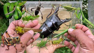 Pinched by a stag beetle‼️catch giant grasshopper, big mantis, locust, green snake