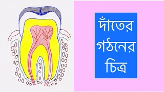 How to draw structure of a tooth । দাঁতের গঠন