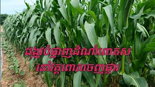 ដង្កូវកំពុងបំផ្លាញដំណាំពោត ស នៅដំណាក់កាលយកផល(ចេញផ្កា ផ្លែ) @ouragriculture