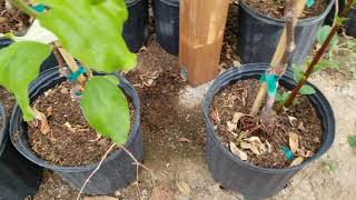 Indian Green Jujube root shoots